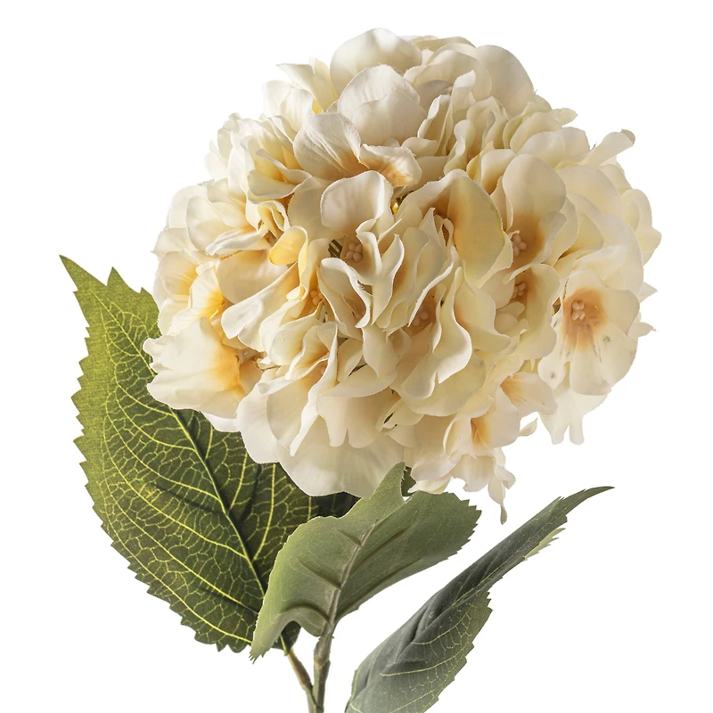 12 Pack: Cream Hydrangea Stem by Ashland®