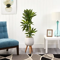 4ft. Dracaena Plant in White Planter with Stand