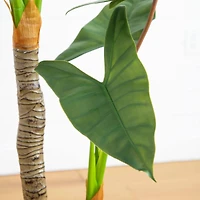 5.5ft. Arrowhead Philodendron in White Decorative Planter