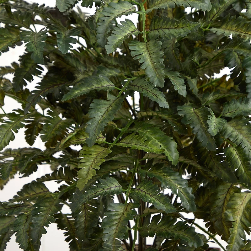 3ft. Bracken Fern in Wooden Planter