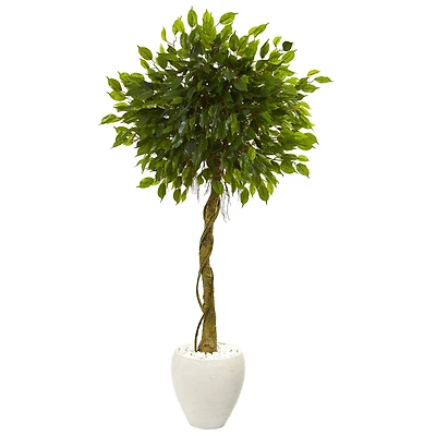 5.5ft. Ficus Tree in White Oval Planter