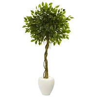 5.5ft. Ficus Tree in White Oval Planter