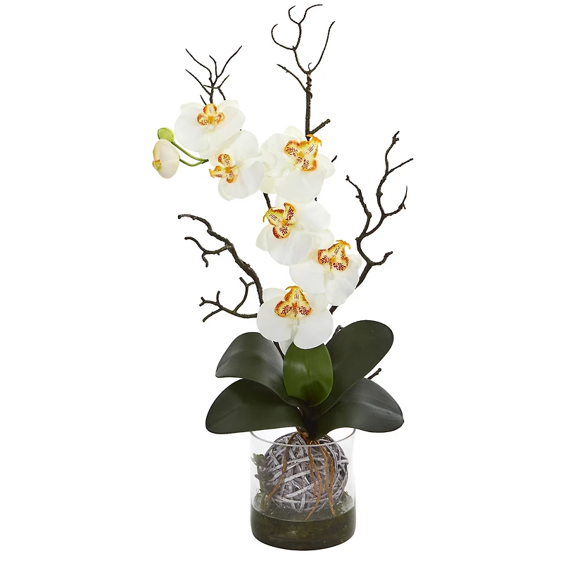 24" Moth Orchid in Clear Vase