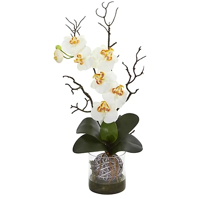 24" Moth Orchid in Clear Vase