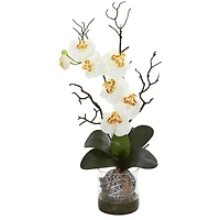 24" Moth Orchid in Clear Vase