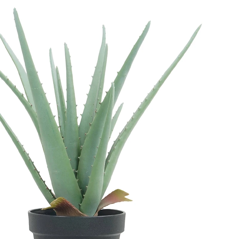 15" Potted Aloe Plant by Ashland®