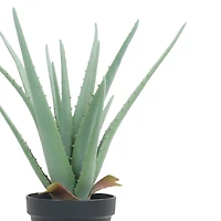 15" Potted Aloe Plant by Ashland®