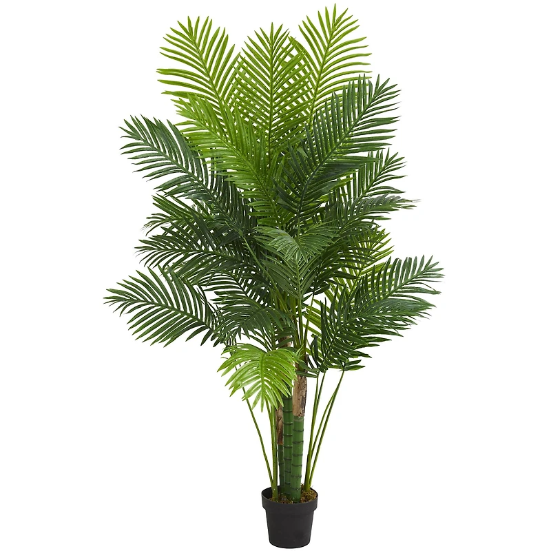 6ft. Potted Hawaii Palm Tree