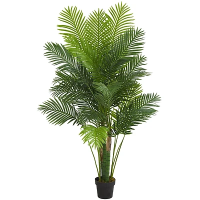 6ft. Potted Hawaii Palm Tree