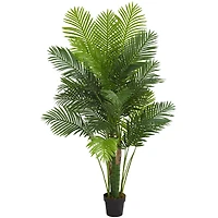 6ft. Potted Hawaii Palm Tree