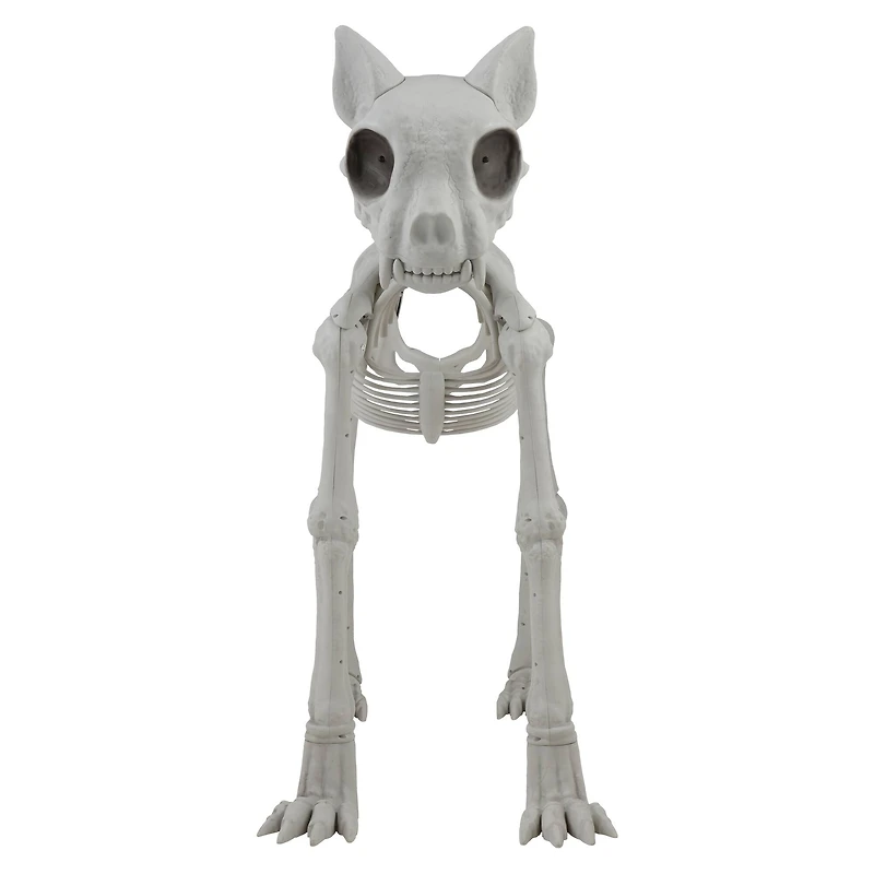 5ft. Oversized Posable Cat Skeleton by Ashland®