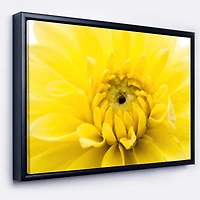 Designart - Yellow Chrysanthemum Gold Flower