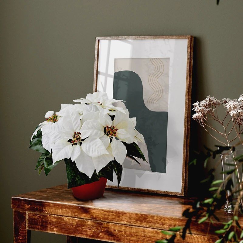 12" Potted White Poinsettia Set