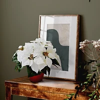 12" Potted White Poinsettia Set