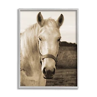 Stupell Industries Rustic Sepia tone Portrait of White Horse in Gray Frame Wall Art