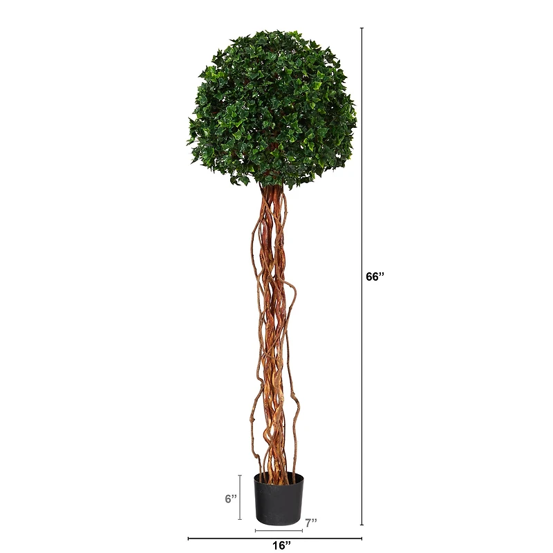 5.5ft. Potted English Ivy Ball Topiary Tree