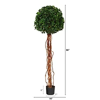 5.5ft. Potted English Ivy Ball Topiary Tree