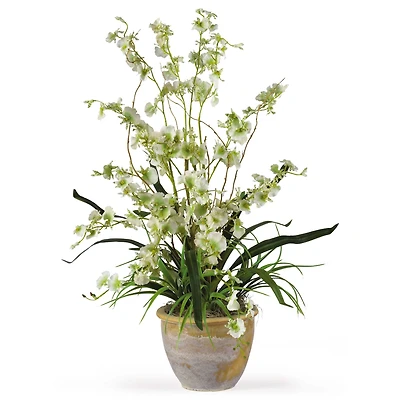 2ft. Green Dancing Lady Orchid Arrangement in Ceramic Vase