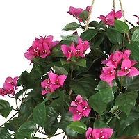 24" Pink Bougainvillea Hanging Basket