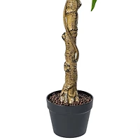 4ft. Potted Lemon Tree