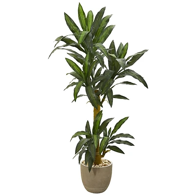 5ft. Yucca Plant in Sandstone Planter