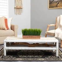 10" Vanilla Grass Plant in Decorative Planter