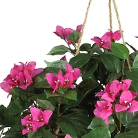24" Pink Bougainvillea Hanging Basket