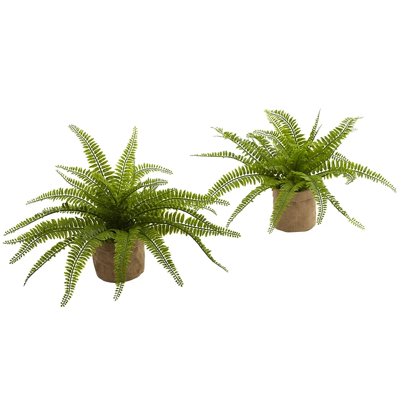 15" Boston Fern with Burlap Planter, 2ct.