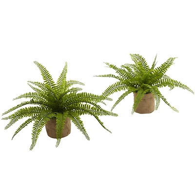 15" Boston Fern with Burlap Planter, 2ct.