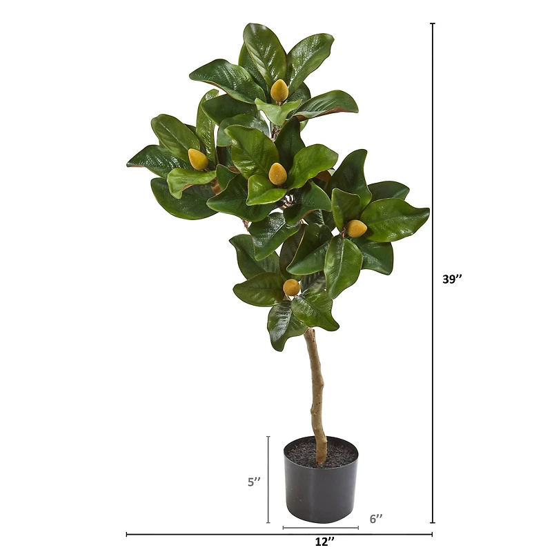 3ft. Potted Magnolia Tree