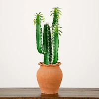 2ft. Cactus in Terracotta Planter