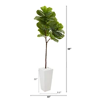 5.5ft. Fiddle Leaf Fig Tree in White Planter