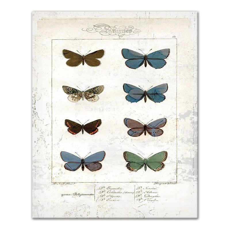 Butterfly Study 16" x 20" Canvas Wall Art