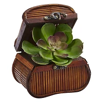 6" Echeveria in Chest Set, 3ct.