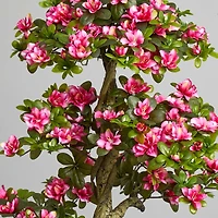 5ft. Potted Azalea Tree