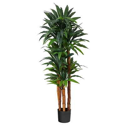 5.5ft. Potted Dragon Tree with Natural Cane Trunk