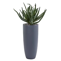 2.5ft. Aloe in Gray Planter