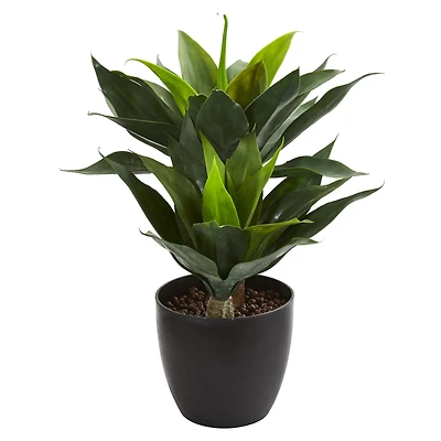 21in. Potted Agave Plant