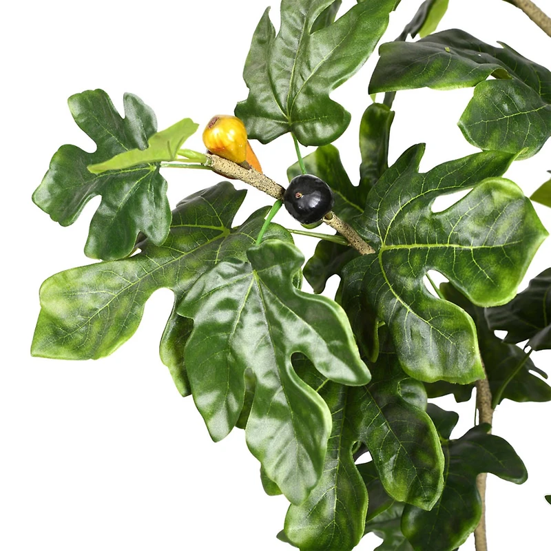 6ft. Potted Fig Tree