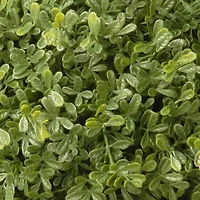 15" Mini Tea Leaf 1-Ball w/ Growers Pot