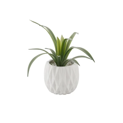 Flora Bunda® 13.5" Green Sedge in Ridge Ceramic Planter