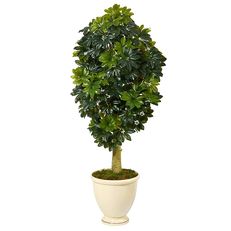 5ft. Schefflera Tree in Decorative Urn