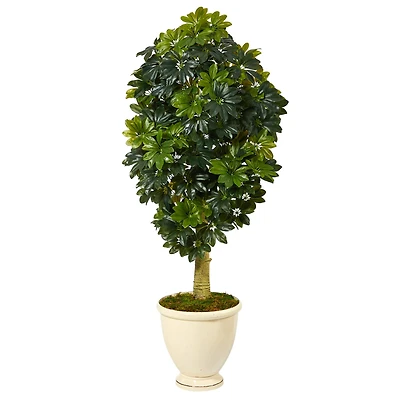5ft. Schefflera Tree in Decorative Urn