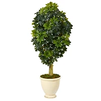 5ft. Schefflera Tree in Decorative Urn