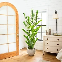6ft. Artificial Zamioculcas Plant