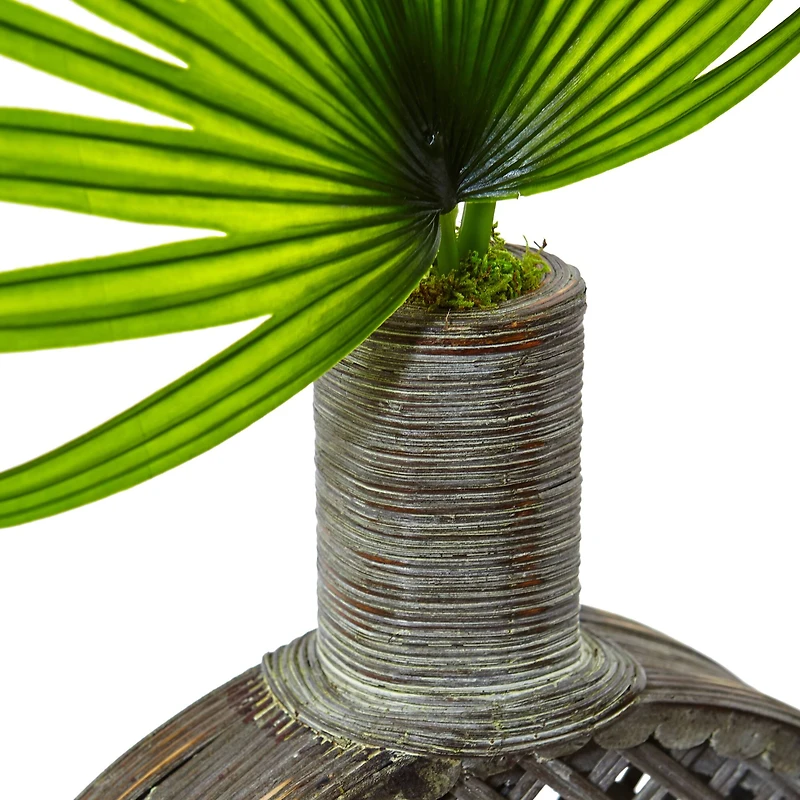 3.5ft. Fan Palm in Open Weave Vase