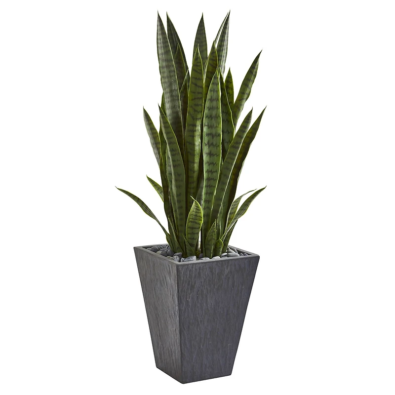 3.5ft. Snake Plant in Slate Planter