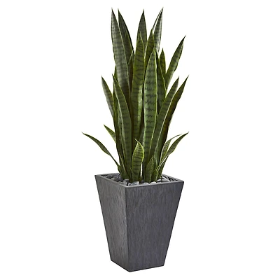 3.5ft. Snake Plant in Slate Planter