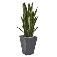 3.5ft. Snake Plant in Slate Planter