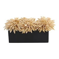 6" Cream Dahlia Arrangement in Black Planter